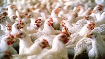 ثبات أسعار الدواجن البيضاء عند 24 جنيهًا للكيلو بالمزارع