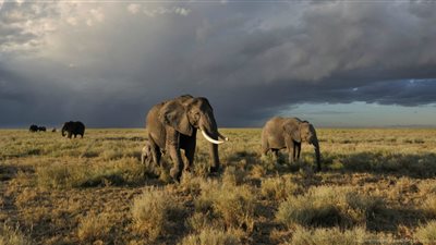 مؤسسة بريطانية تتبنى مبادرة للحفاظ على الحياة البرية في أفريقيا