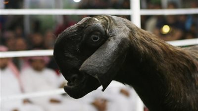 مزاد غريب في الأردن لبيع ماعز تشبه المخلوقات الفضائية (صور)