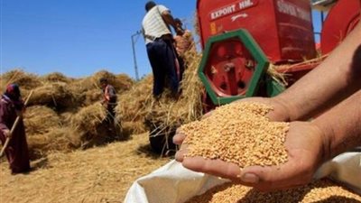 توريد 51 ألفا و449 طن قمح لصوامع وشون قنا