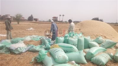 توريد 280 ألفا و598 طن قمح لشون وصوامع الشرقية