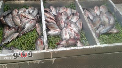 تراجع أسعار الأسماك.. والبلطي يسجل 19 جنيها