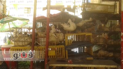 استقرار أسعار الدواجن.. و«البلدي» يسجل 32 جنيها للكيلو