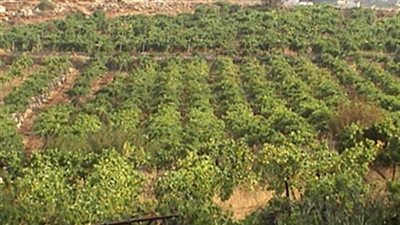 بحوث الصحراء يرفع نتائج دراسات «سهل الطينة» إلى الحكومة.. الأبحاث تؤكد صلاحية المنطقة للاستزراع النباتي.. تحذير من استهلاك المزارع السمكية لمياه المنطقة.. وإجراء دراسات تأكيدية على مناطق الم