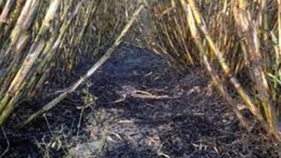 السيطرة على حريق بـ5 أفدنة مزروعة بالقصب في المنيا