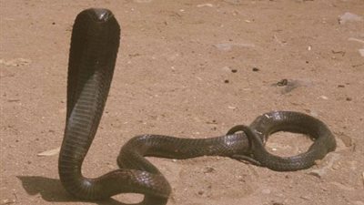 الثعبان الأسود يثير الذعر بين طالبات منفلوط