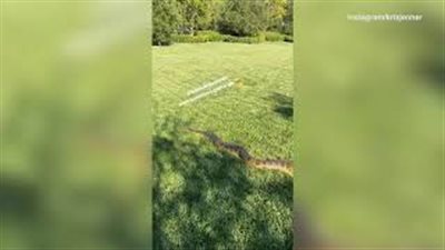 ثعبان ضخم يثير الذعر في منزل كيم كارداشيان (فيديو)