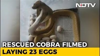 عائلة تعثر على كوبرا سامة تضع البيض في منزلهم (فيديو)