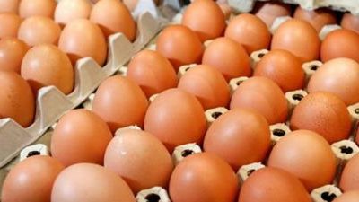 مصادرة 95 ألف بيضة في البرتغال لعدم معرفة ظروف تربية الدجاج