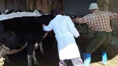 تحصين 90 ألف رأس ماشية ضد الحمى القلاعية والوادي المتصدع بالفيوم