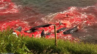 بالفيديو والصور.. مذبحة لـ 250 حوتا تحول شاطئا بالدنمارك لبحر دماء