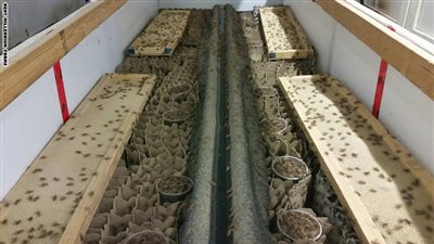 بالصور.. أشهر أطباق الحشرات في الدول الآسيوية