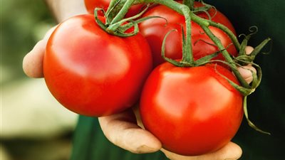 الطماطم تسجل 3 جنيهات بالإسكندرية