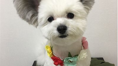 أذن كلب تشبه «ميكي ماوس» تشعل مواقع التواصل (فيديو)