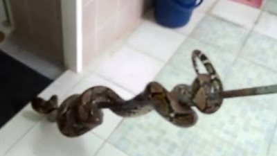 ثعبان يلدغ موظفا أثناء عمله بمحطة إذاعة القرآن الكريم في السنطة