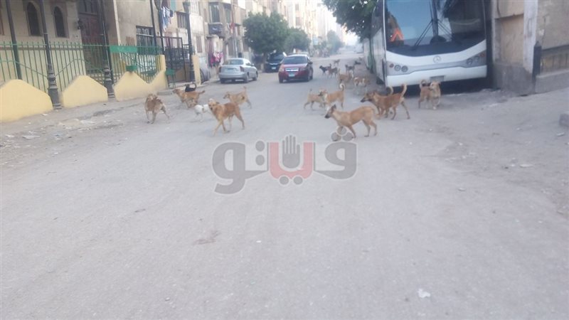 فيتو