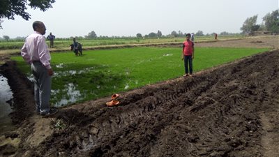 إزالة 36 مشتل أرز مخالف في الغربية (صور)