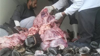ضبط سيارة محملة بأرجل ورؤوس ماشية غير صالح للاستهلاك الآدمي بسوهاج