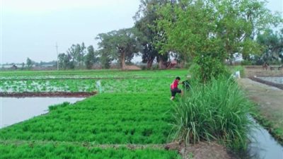 4500 فدان زيادات جديدة بمساحة زراعة الأرز في الدقهلية