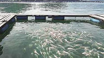 «الإصلاح التشريعي» تناقش إلغاء المزارع السمكية بالنيل