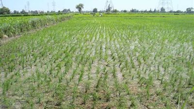 زراعة 200 فدان بالأرز بعد توقف 9 سنوات في الإسكندرية