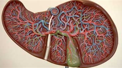تحذير لكل المواليد قبل 1992: «فيروس بي» يهدد صحتك.. مضاعفاته تصل للتليف وسرطان الكبد.. ضرورة إجراء تحليل الأجسام المضادة للوقاية.. وتناول 3 جرعات للتطعيم من «فاكسيرا» وأخرى منشطة ل