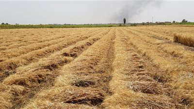 الإرشاد الزراعى بأسوان: حصاد 15 ألف فدان قمح