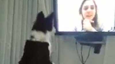 رد فعل كلب يشاهد مالكته بعد تسعة أشهر غياب (فيديو وصور)