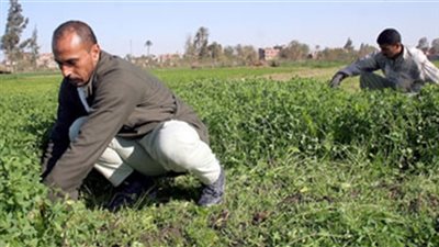 تصديري الحاصلات الزراعية: مصر البديل لتوفير السلع الغذائية لروسيا