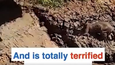 لحظة إنقاذ «كنجر» علق في الطين (فيديو)