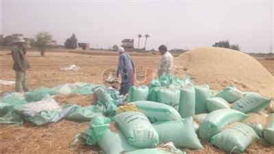 توريد 316 ألف طن قمح لشون الشرقية وصوامعها