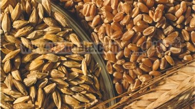 طارق سعيد: المواطن المصري يستهلك 180 كيلو قمح سنويًا