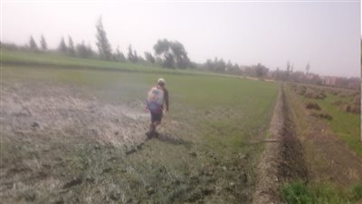 إزالة 4 أفدنة أرز مخالف في الدقهلية (صور)