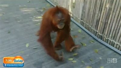 بالفيديو والصور.. إنسان الغاب يفر من قفصه للحصول على زجاجة مياه