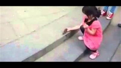 بالفيديو.. طيور تجمع التبرعات النقدية