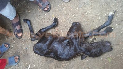 بالصور.. بقرة تضع «عجلا» برأسين في أسيوط