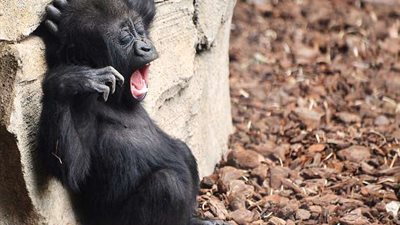 غوريلا صغيرة تخطف قلب مصورة فوتوغرافية (صور)