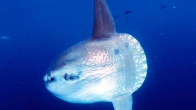 بالصور.. شاهد أغرب أنواع الأسماك في العالم