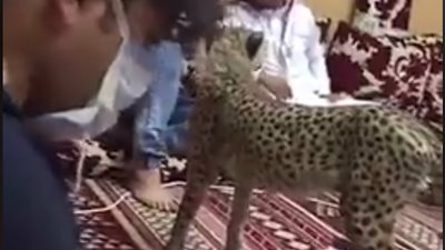 رد فعل خليجي لحظة هجوم نمر عليه (فيديو)