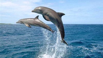 الدلافين قادرة على تقليد الحركات والأصوات
