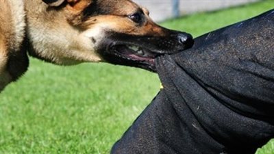 النيابة تطلب التحريات لتعرض 34 شخصا لـ«عضة كلب» في الصف