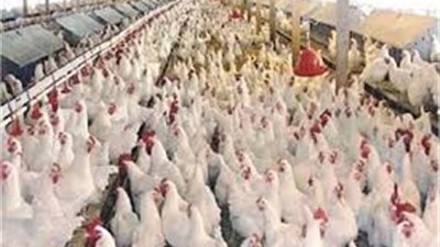 الغرفة التجارية: رفع مشاكل منتجي ومربي الدواجن في الصعيد للرئاسة