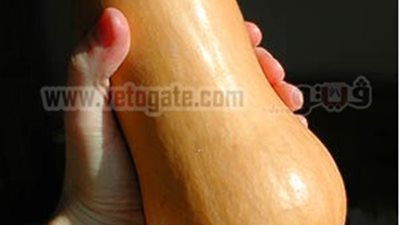 زى القرع يمد لبره