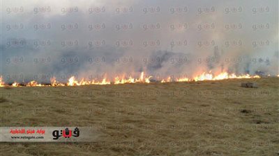 بالصور.. استمرار حرق قش الأرز في محافظة الشرقية