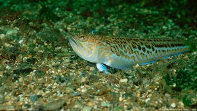 أسماك الويفير ترعب السياح في بحر الشمال