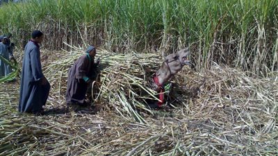 نقيب مزارعي القصب بقنا: إنتاجية هذا العام تراجعت للنصف