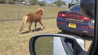 شرطي يُعيد مُهرا هاربا بطريقة طريفة إلى صاحبته (صور)