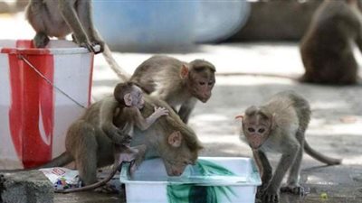 حادث مأساوي.. عصابة قردة تختطف توأمًا رضيعًا وتقتل طفلة منهما