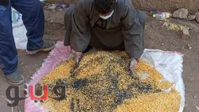 إطلاق حملة مكافحة القوارض لحماية المحاصيل الزراعية في الشرقية