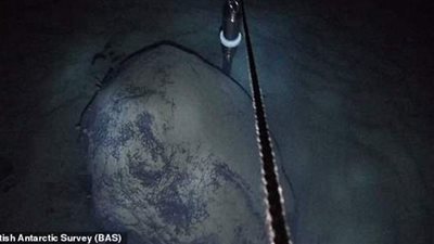 العثور على مخلوقات بحرية تعيش في درجة حرارة -2